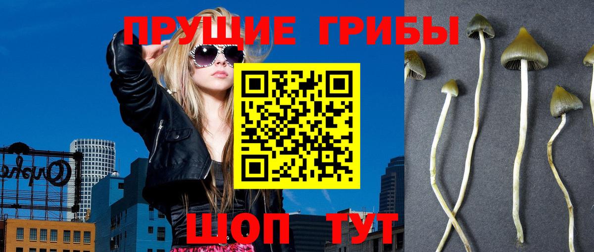 Псилоцибиновые грибы Psilocybine cubensis Богданович